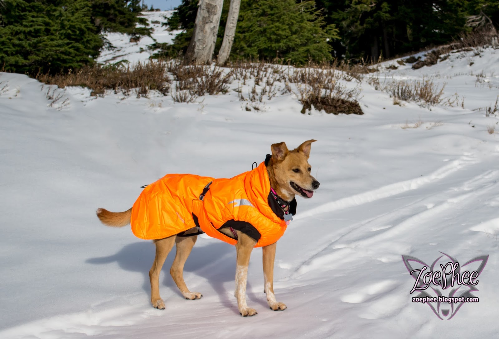 ZoePhee Orange Summit Parka Dog Coat by Hurrta Review!