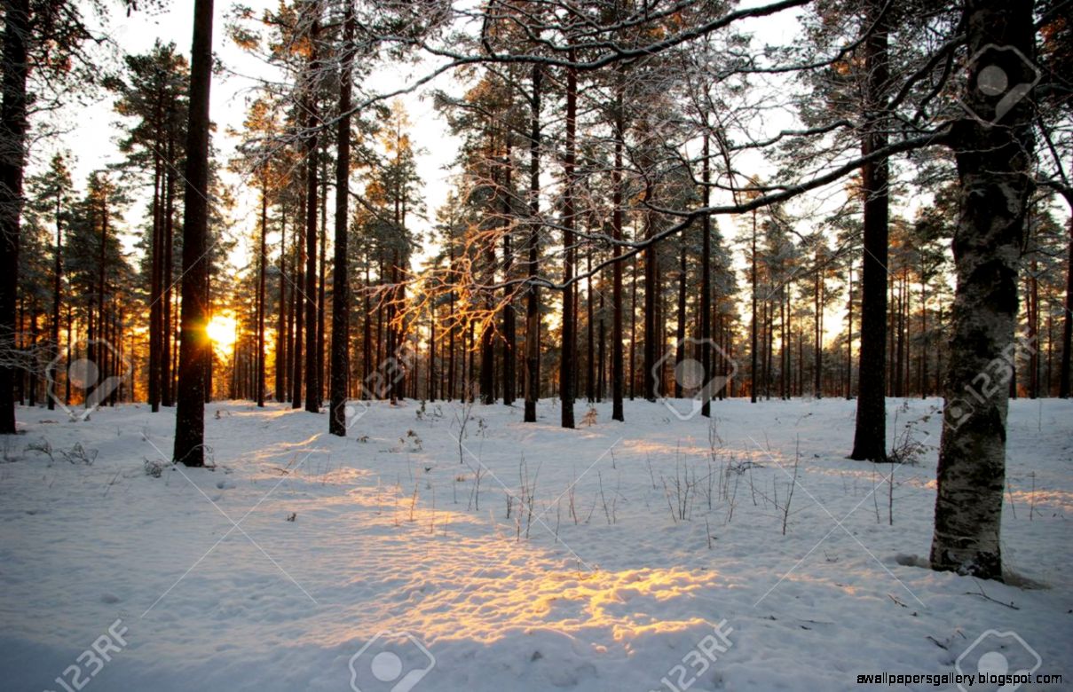 Forest On A Winter Sunrise Stock Photo Picture And Royalty Free