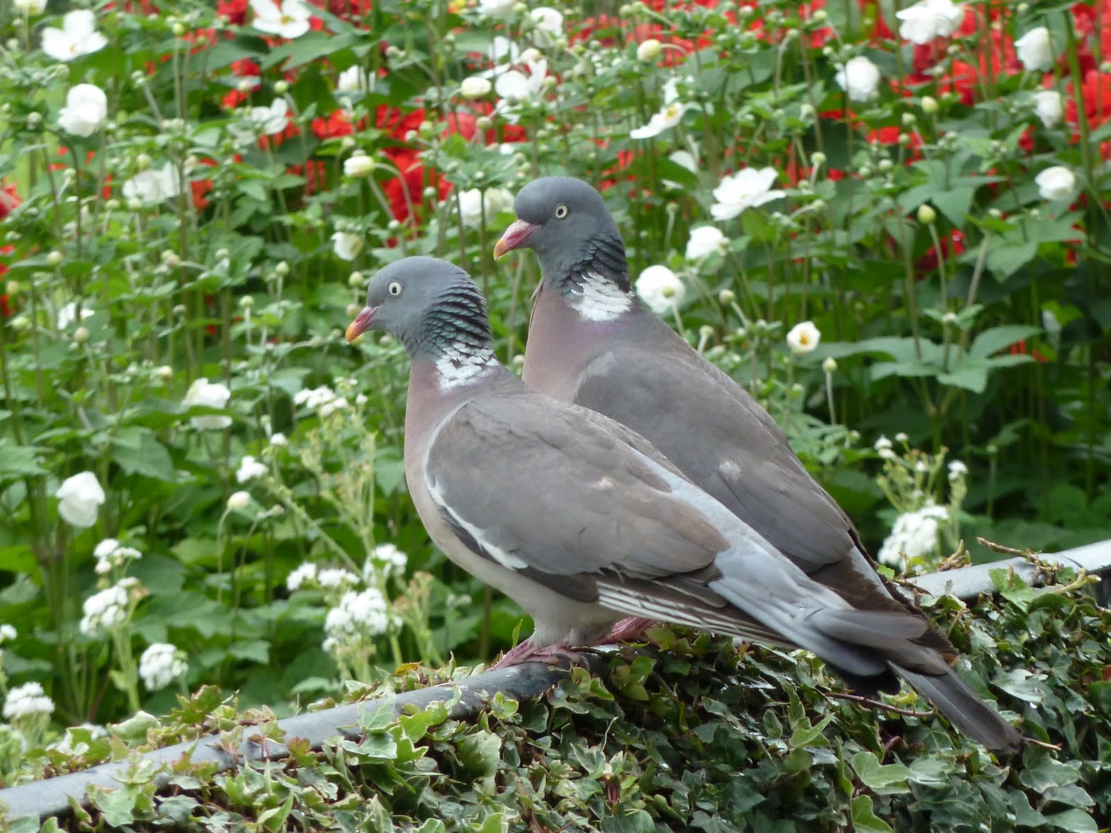P. P. le Moqueur: Deux pigeons s'aimaient d'amour tendre