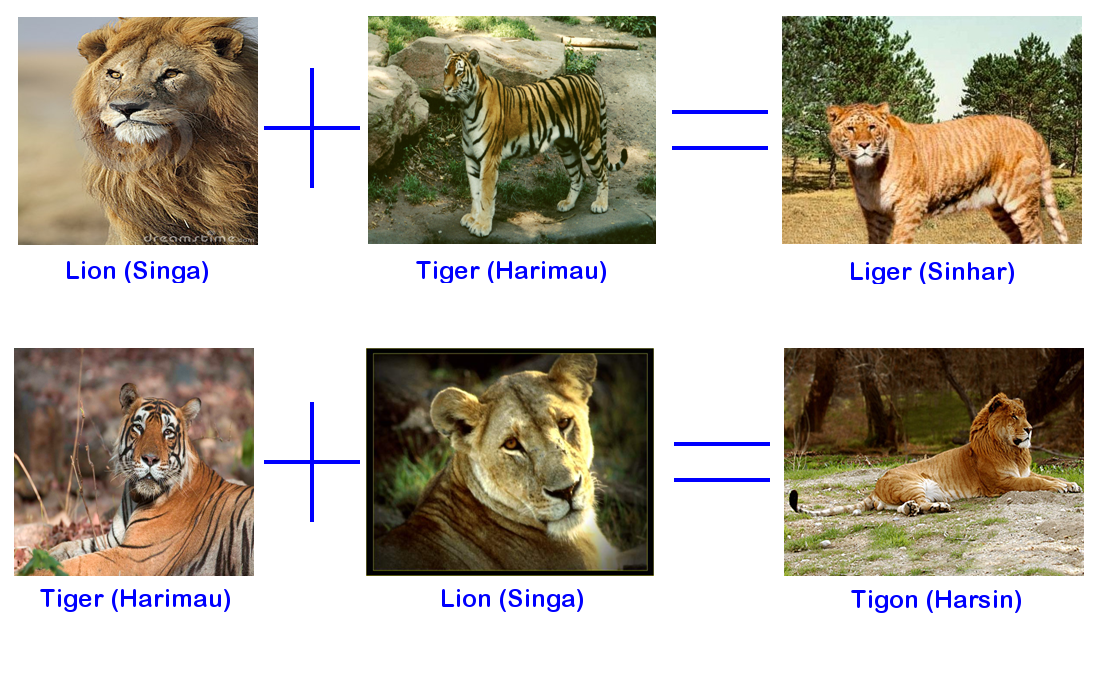 Liger Dan Tigon ~ Ari Wiraasmara