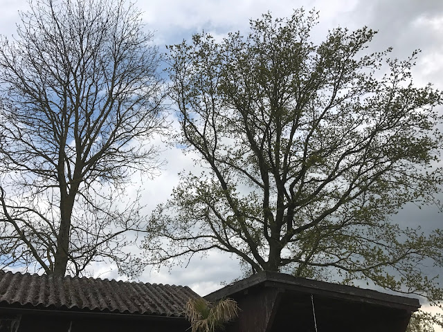 links sie Esche und rechts die Eiche (c) by Joachim Wenk links sie Esche und rechts die Eiche (c) by Joachim Wenk