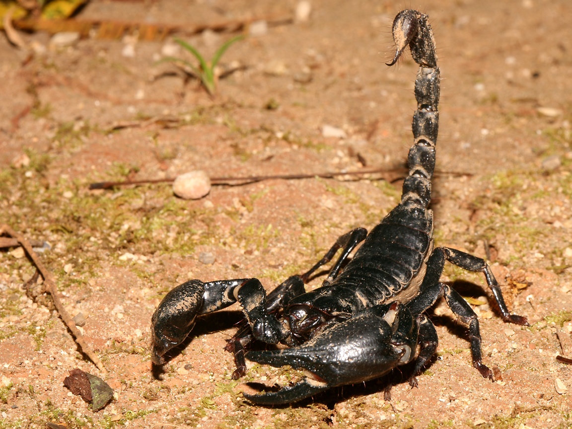 Black Scorpion 75