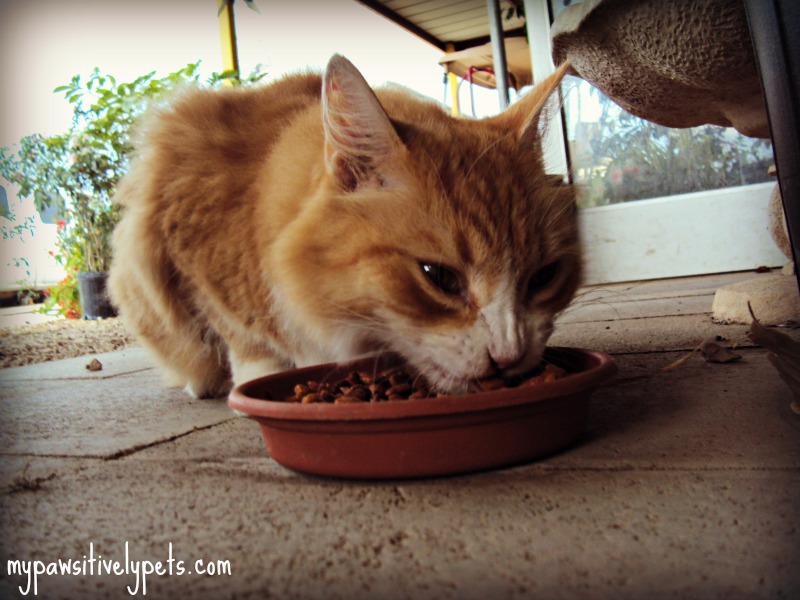 Why Do Cats Do Weird Stuff? Pawsitively Pets