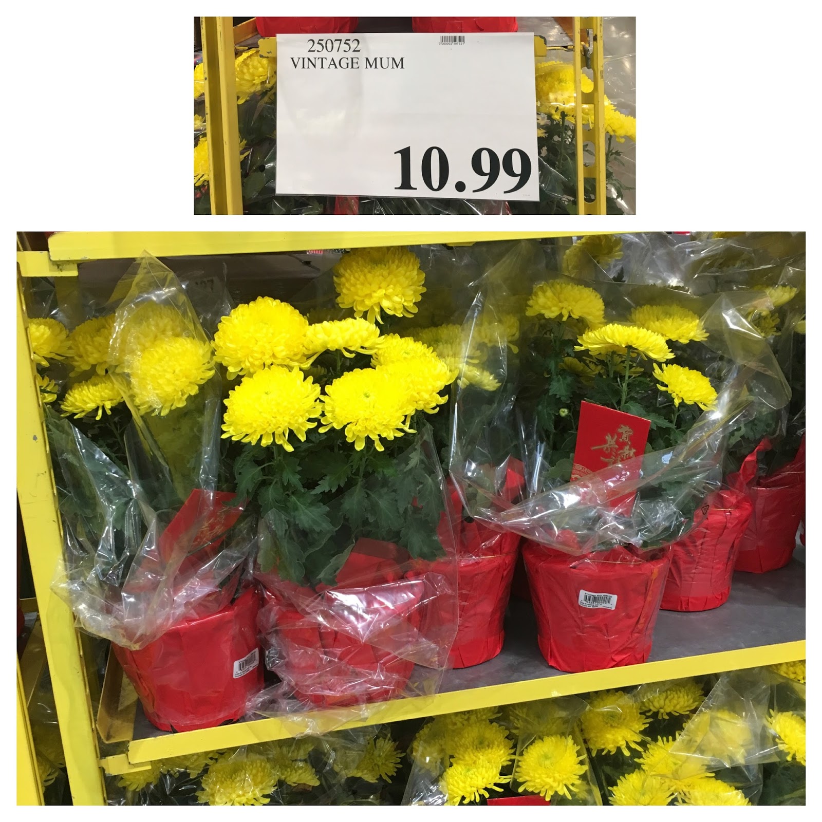 the Costco Connoisseur My Costco Travels Frederick Maryland