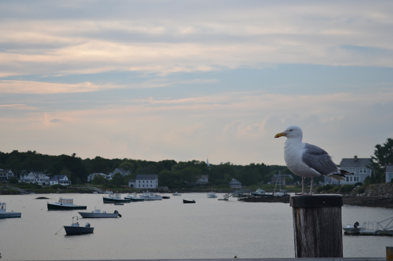Lily & Emma Visit Maine The Cabin on Barkers Pond