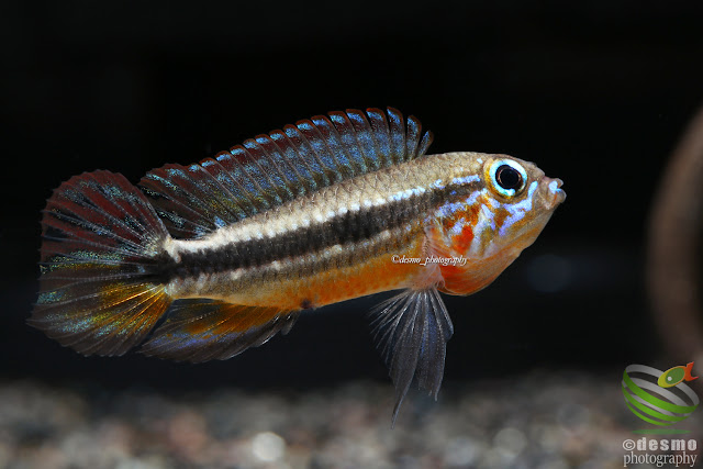 Apistogramma mendezi / Rio Aiuanã