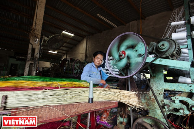 Lao động trực tiếp tham gia dệt chiếu cói chủ yếu là nữ. 