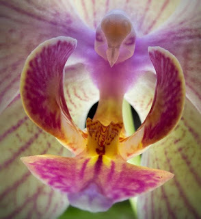 Kelebek Orkidesi