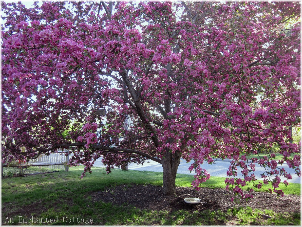 An Enchanted Cottage Our pink flowering hoppa crab trees are in full