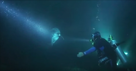 Un dauphin blessé s'approche d'un plongeur et lui demande de l'aide. Il se passe ÇA ensuite!