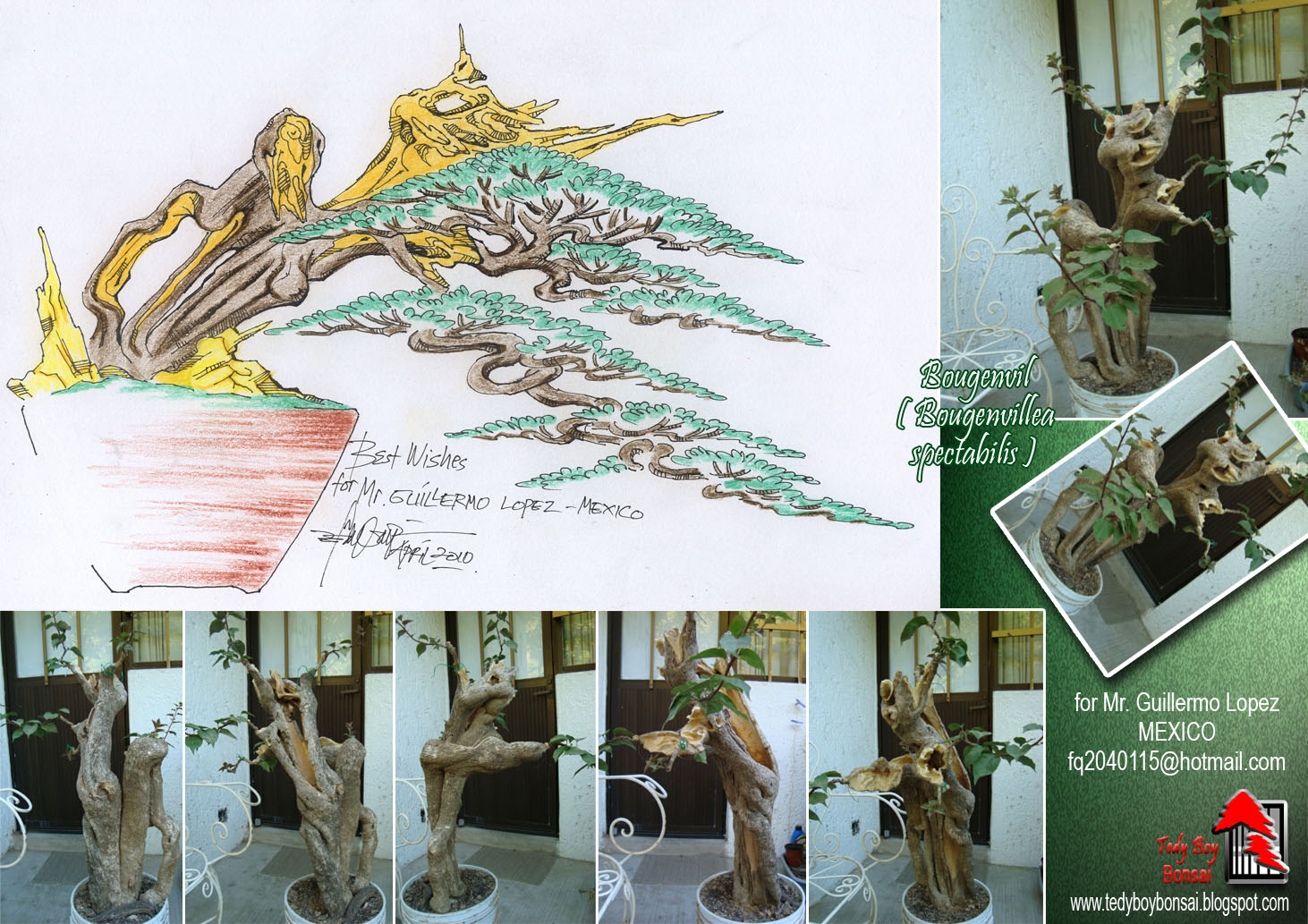 tedy boy bonsai drawing teddy boy cartoon tedi boy doodle teddy bear