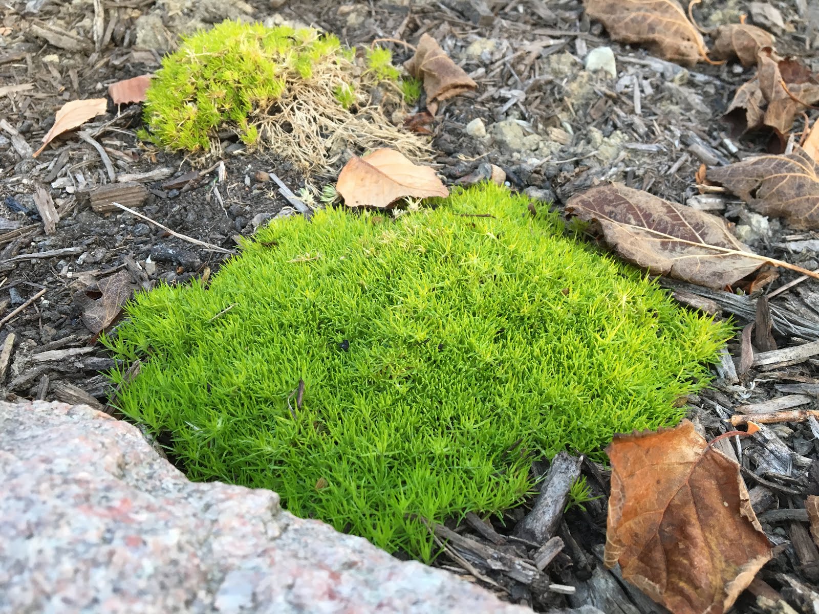 A Guide To Northeastern Gardening This Month In The Garden Broad