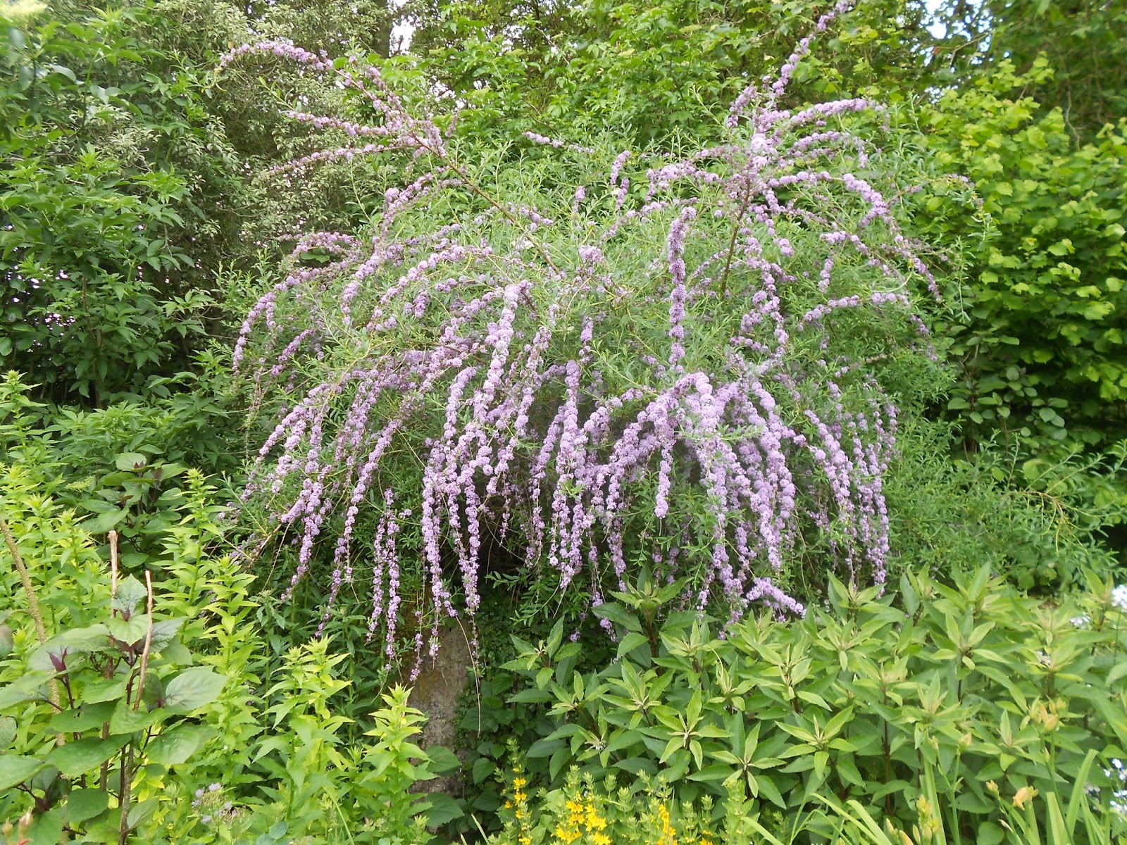 Wyldestone Cottage Buddleia The Butterfly Bush