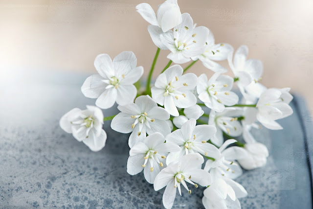 White flower - 1 | flowers wallpapers - Cool Backgrounds | Latest HD