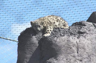 There's No Leopard Like A Snow Leopard.