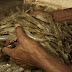 Farmed Indonesian Shrimp Benefits