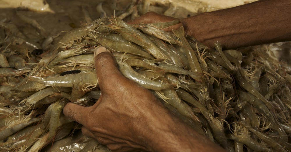 Farmed Indonesian Shrimp Benefits Indonesia Shrimps Supplier, Shrimps