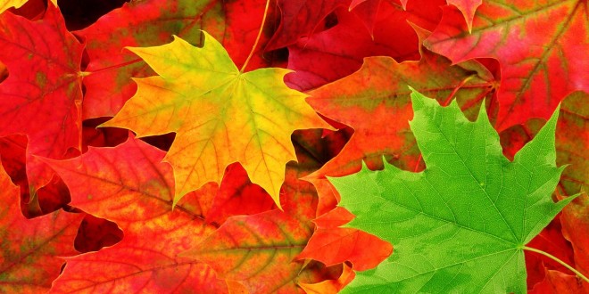 Live the Dream : Autumn Colours and some Special News!