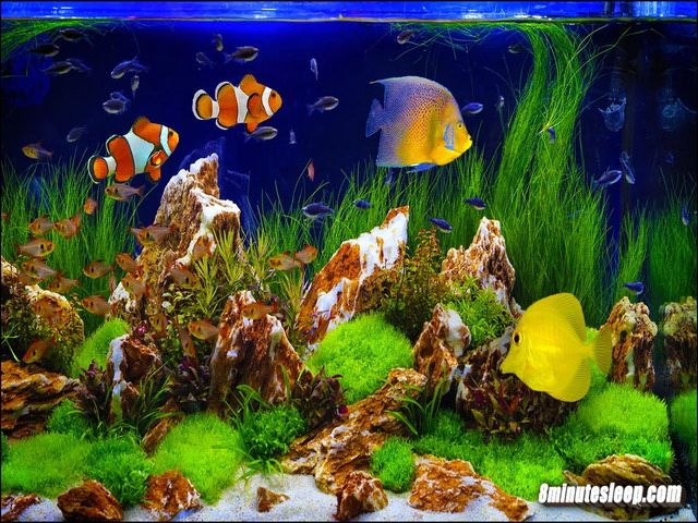 Gambar Ikan Dalam Aquarium Yang Cantik Dan Terindah Infoikan Com