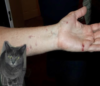 Gato Agresivo