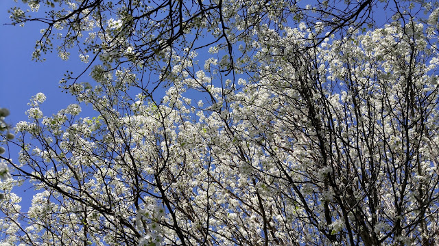 Look up through the branches, nature, blooms, trees, Nashville, gardening