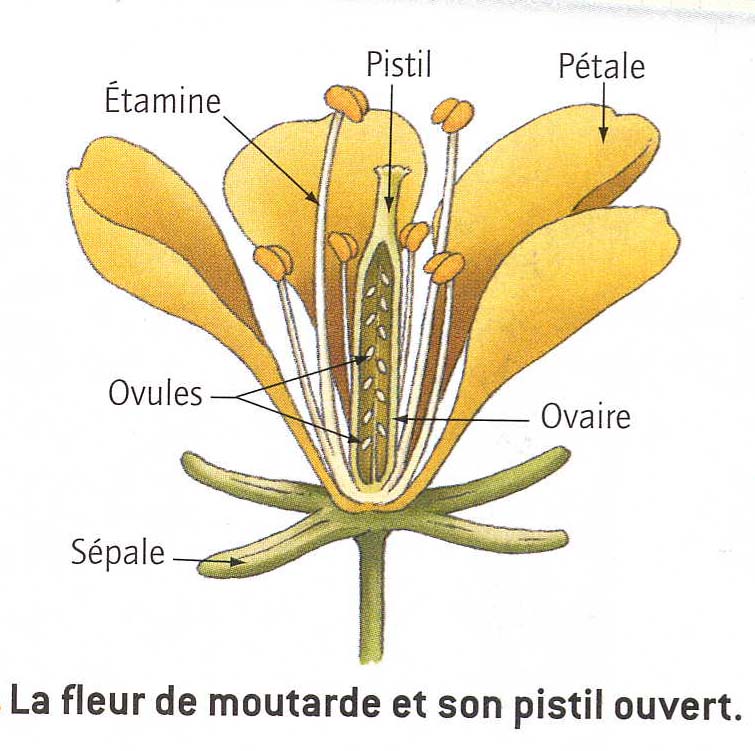SCIENCES NATURELLES: La fleur complète