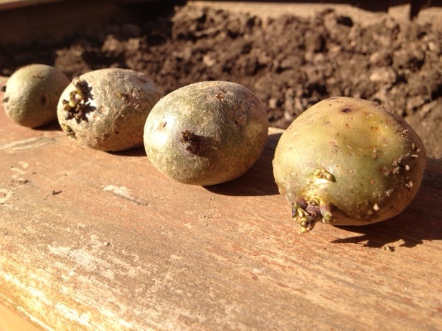 kids outside everyday: Planting Potatoes