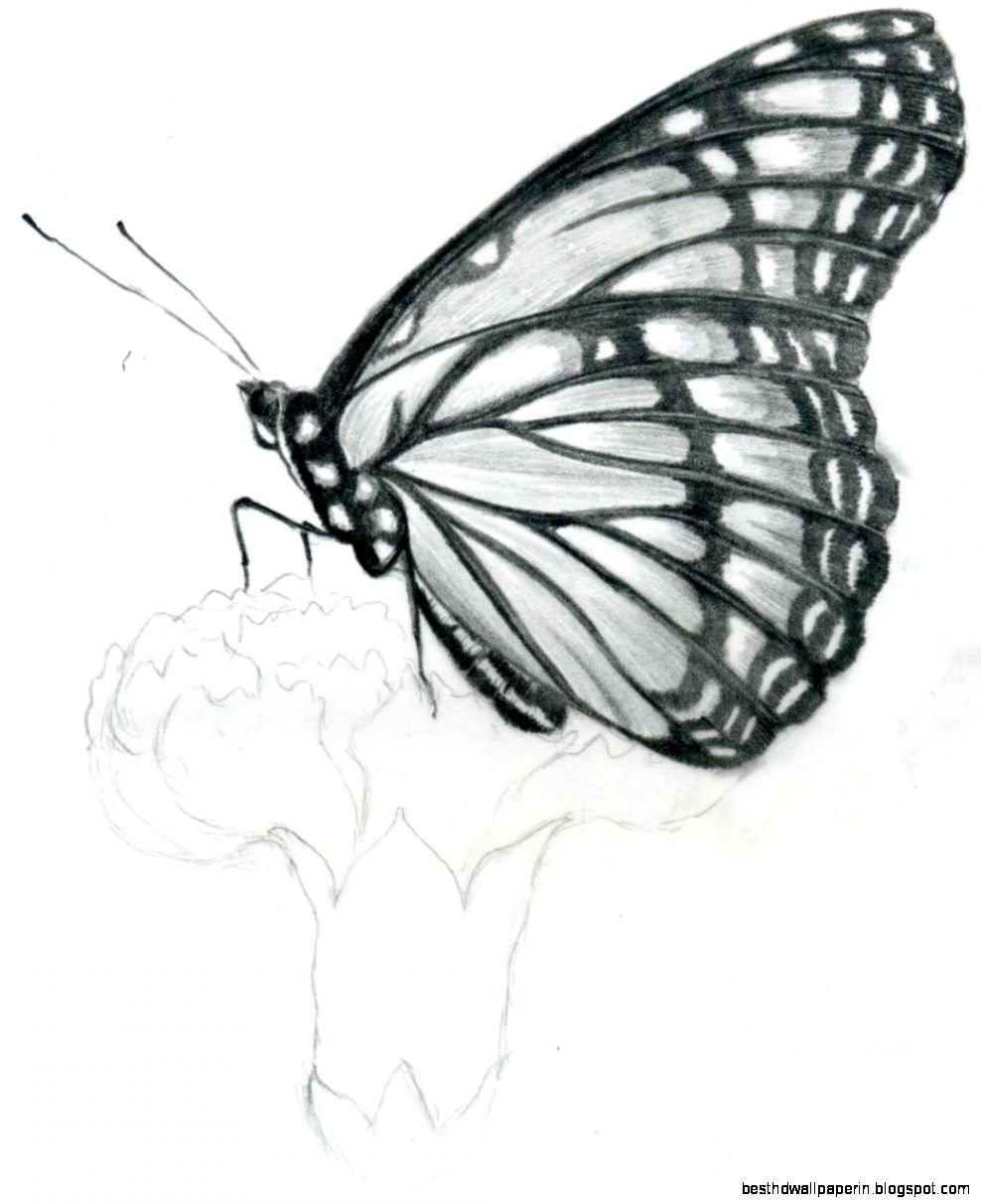 Butterfly Sketches Drawings