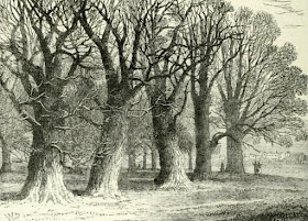 A group of old trees in Hyde Park  from Old and New London by E Walford (1878)