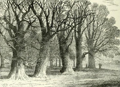 A group of old trees in Hyde Park from Old and New London by E Walford (1878) A group of old trees in Hyde Park from Old and New London by E Walford (1878)