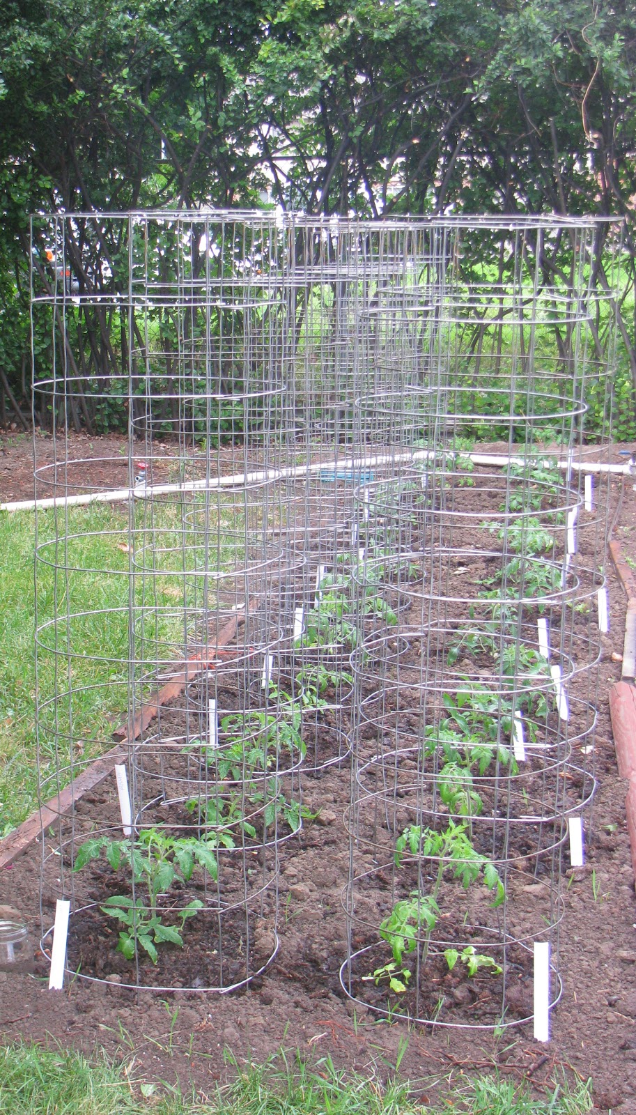 DIY Hardcore Tomato Cages