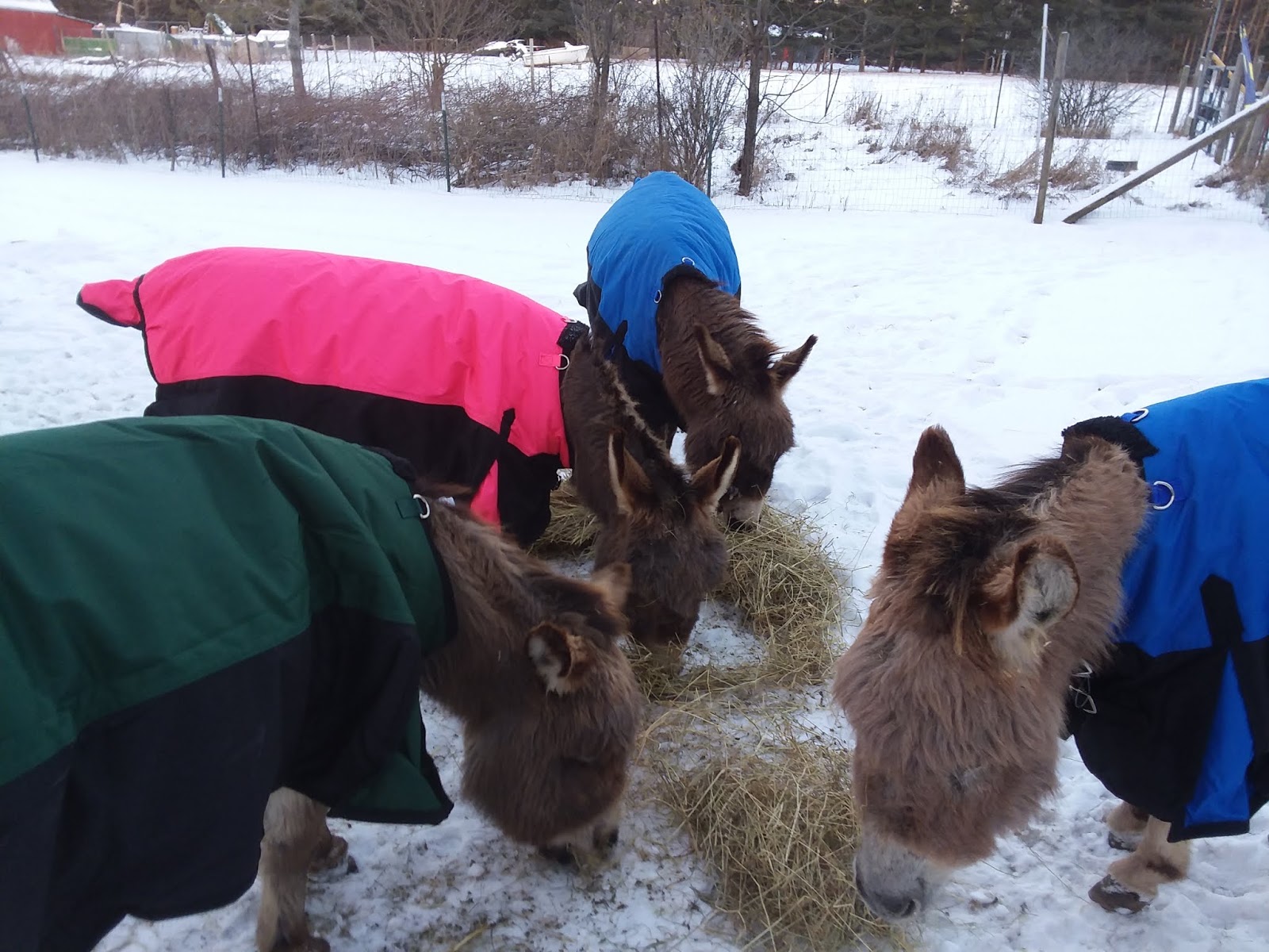 My Miniature Donkeys Blanketed Bundles of Donkey