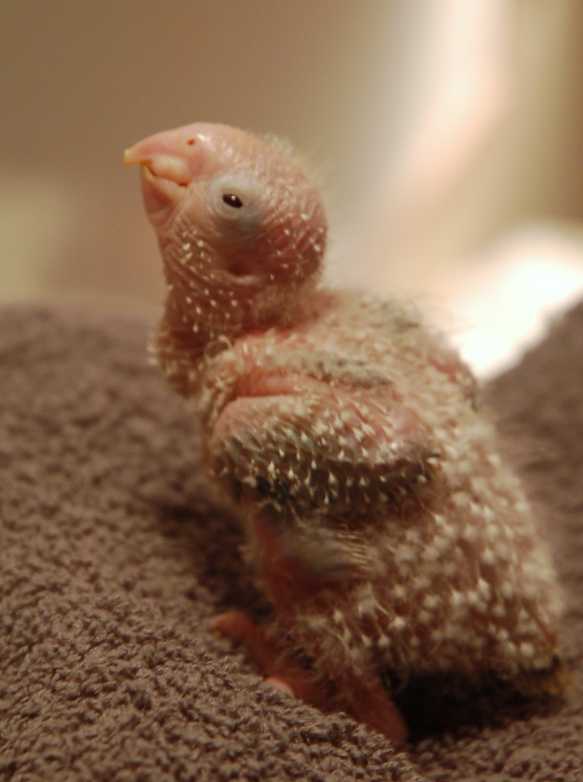 Quaker and Conure Buddies of Illinois: Conure Baby Photo Diary