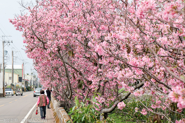 台中新社興社街富士櫻秘境，富士櫻盛開吸引大批遊客賞花拍照