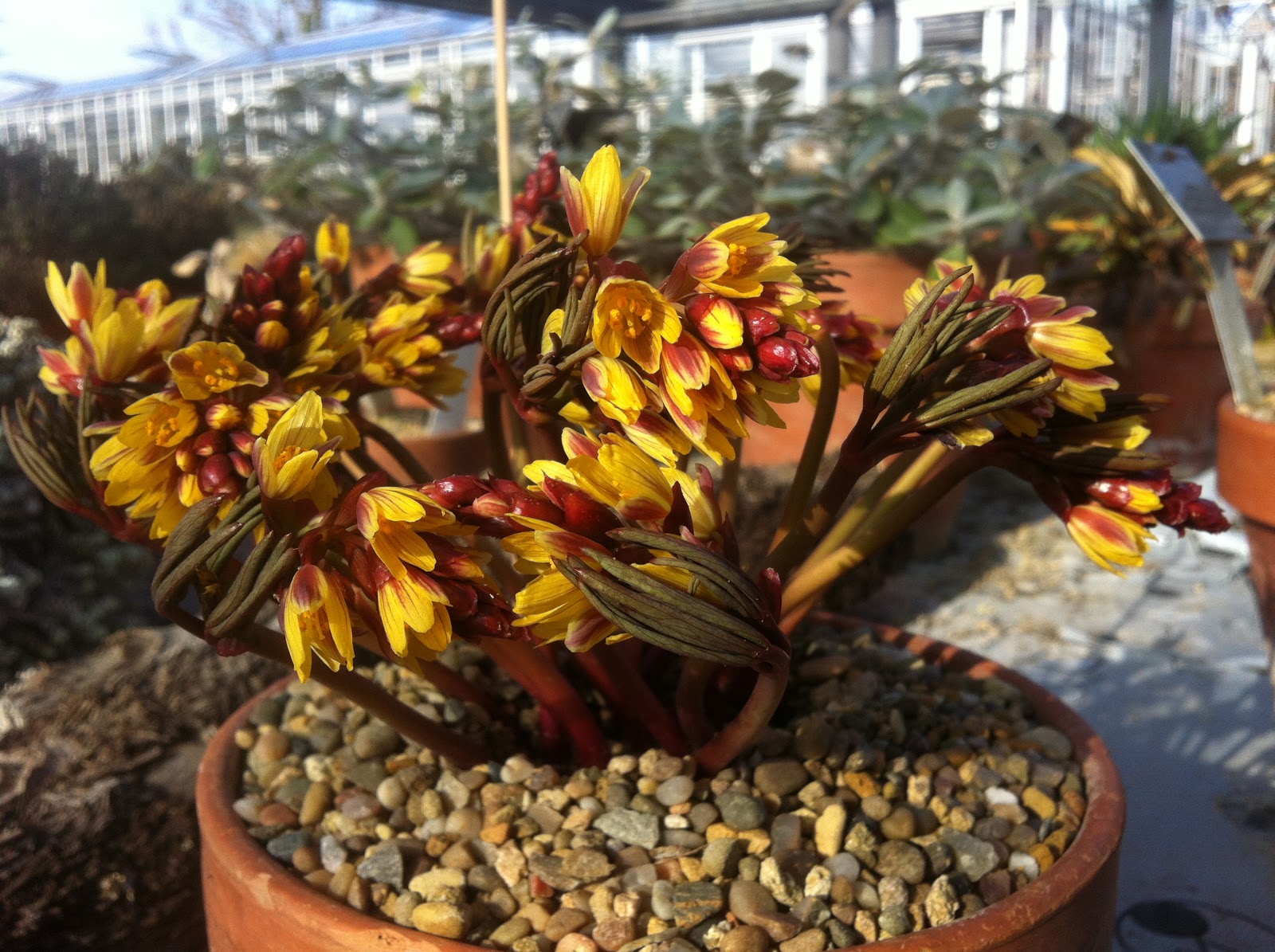 Голосемянник Gymnospermium darwasicum albertii