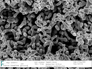nanomaterial under the scanning electron microscope