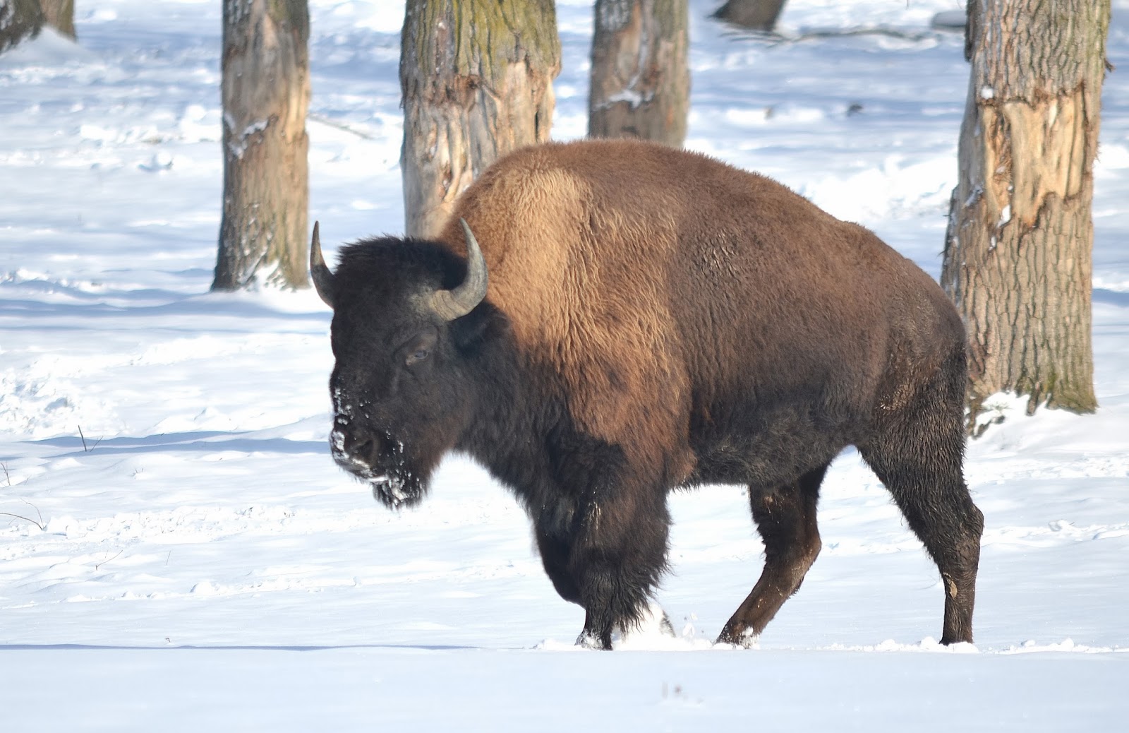 Animal Crackers: DON'T BE BUFFALOED-IT'S A BISON