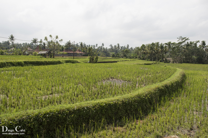 Indonesia el país de las mil islas - Vuelta al Mundo - Blogs de Indonesia - Ubud el pueblo de las casas templos, Bali (2)