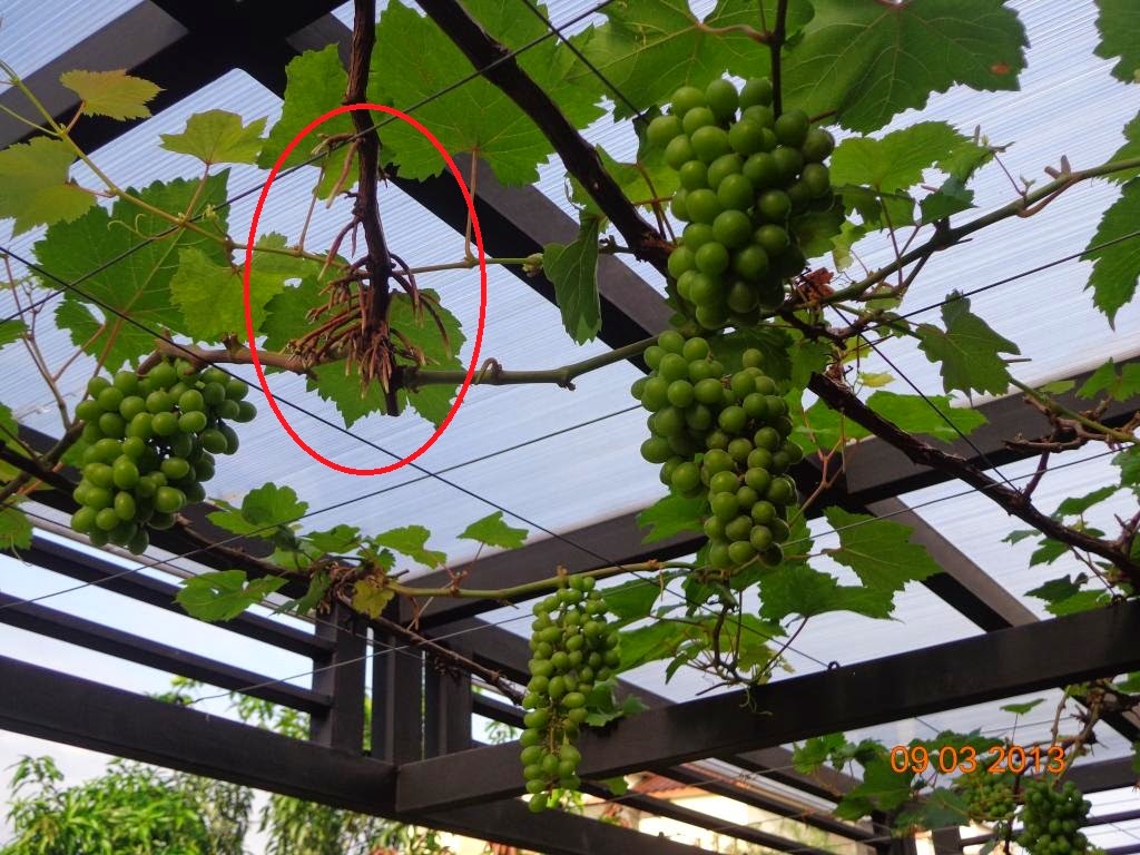 Arah Tumbuh Batang ~ MUNAWI INSIDE