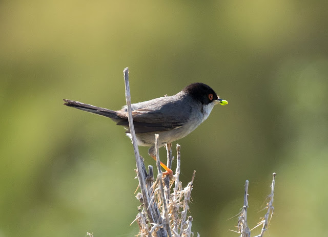 Sardinian Warbler - Anarita Park, Cyprus Sardinian Warbler - Anarita Park, Cyprus
