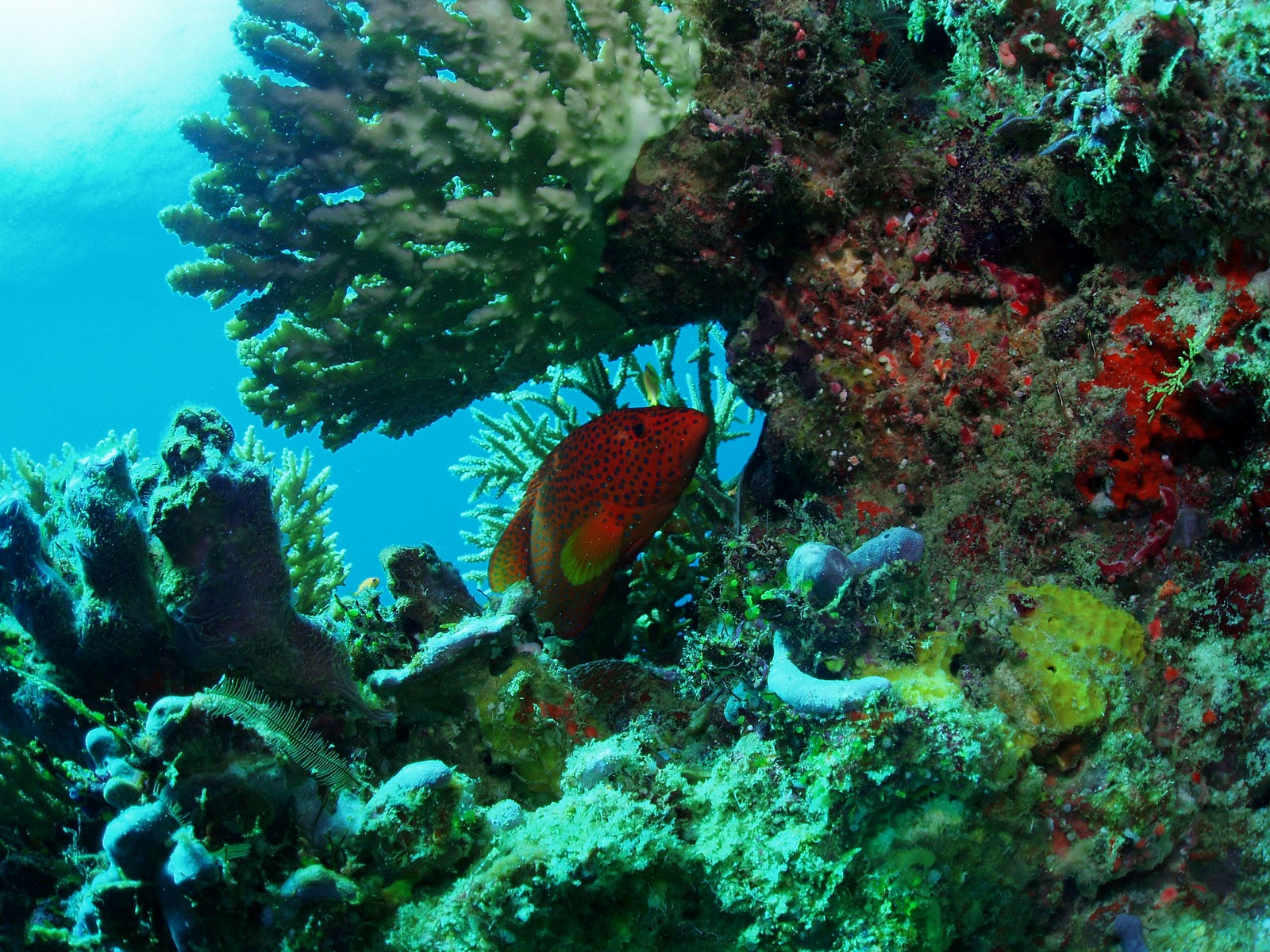 Wallpaper Pemandangan Bawah Laut Bergerak Kampung Wallpaper Wallpaper Pemandangan Bawah Laut Bergerak Kampung Wallpaper