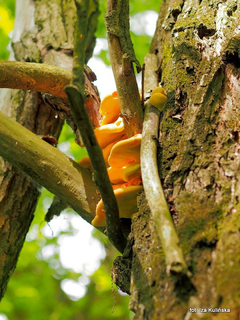 zolciak-siarkowy żółciak siarkowy, chicken of thr woods, grzyby