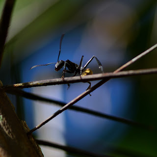 golden carpenter ant