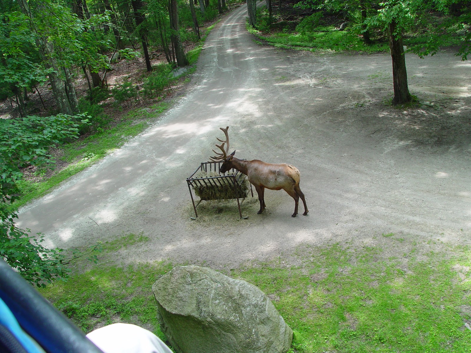 design/books/art/and more: A Review of America's Zoos