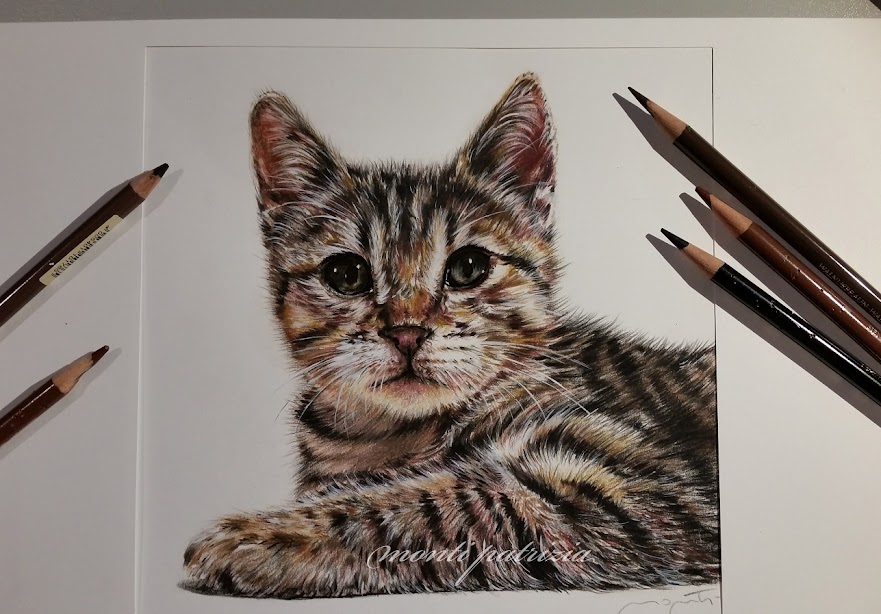 gattino ritratto a matite colorate