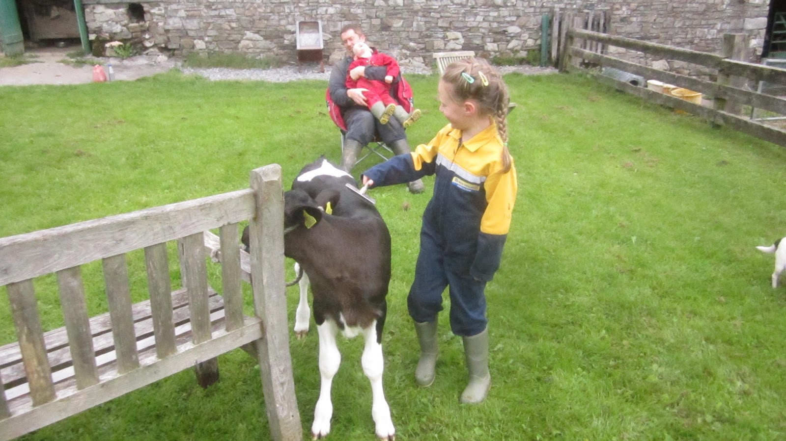 Life on a Welsh Farm Weekend Away, Haltertraining Calf