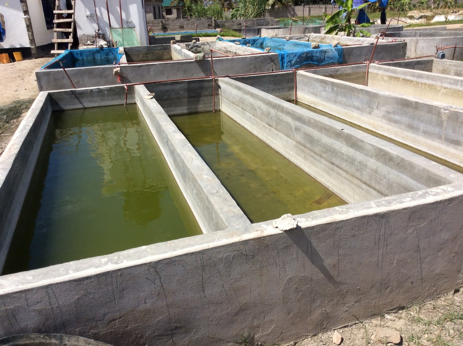 Mmanda Aqua Farming blog Eden AgriAqua Farming Centre, Tanzania