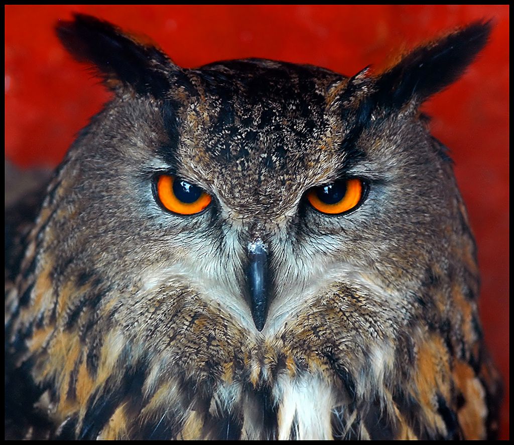 Incredible Examples Of Owls Photography