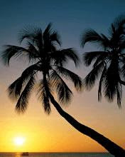Palma i zalazak sunca download besplatne pozadine slike za mobitele