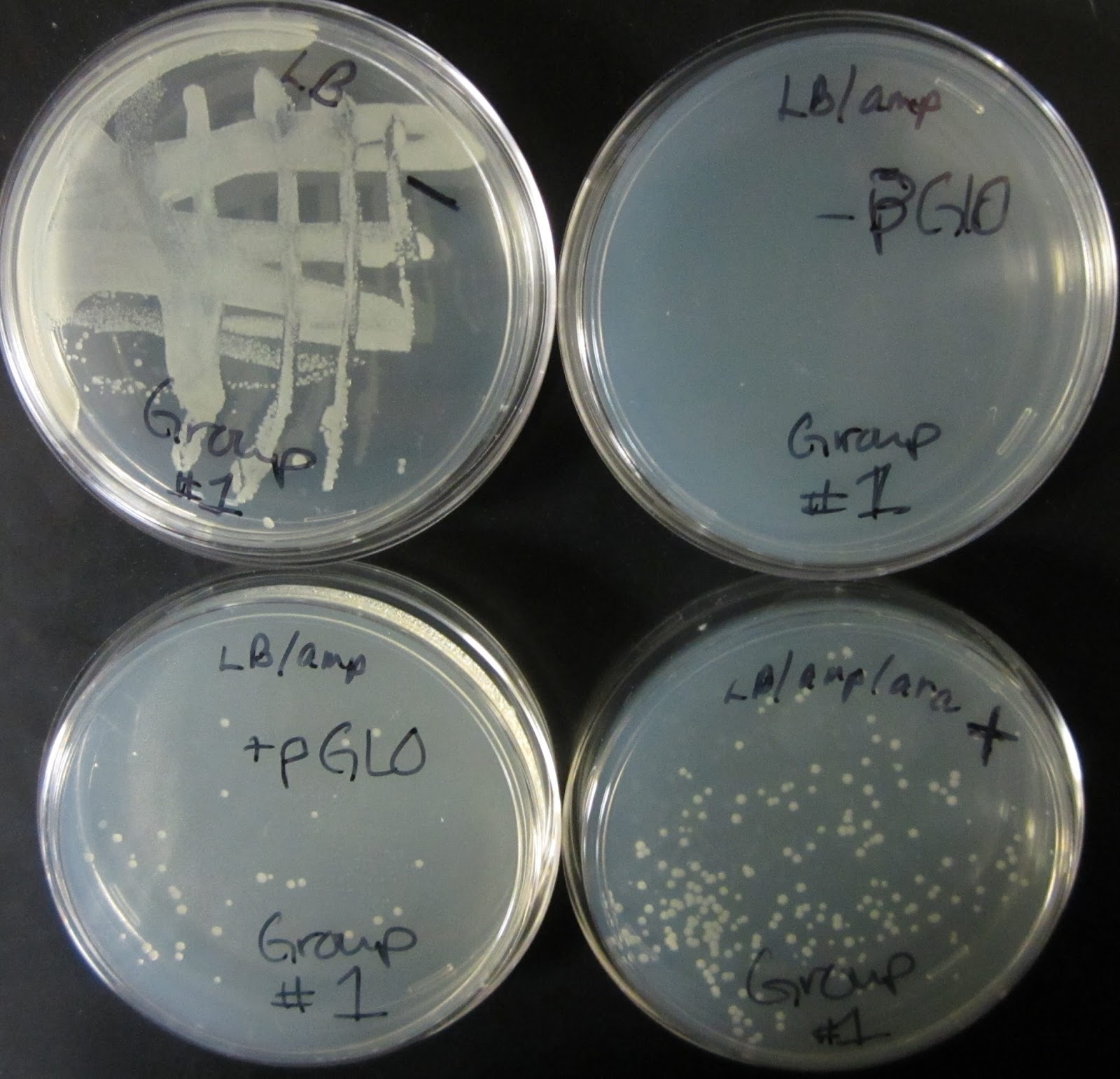 Ampicillin Lab Report